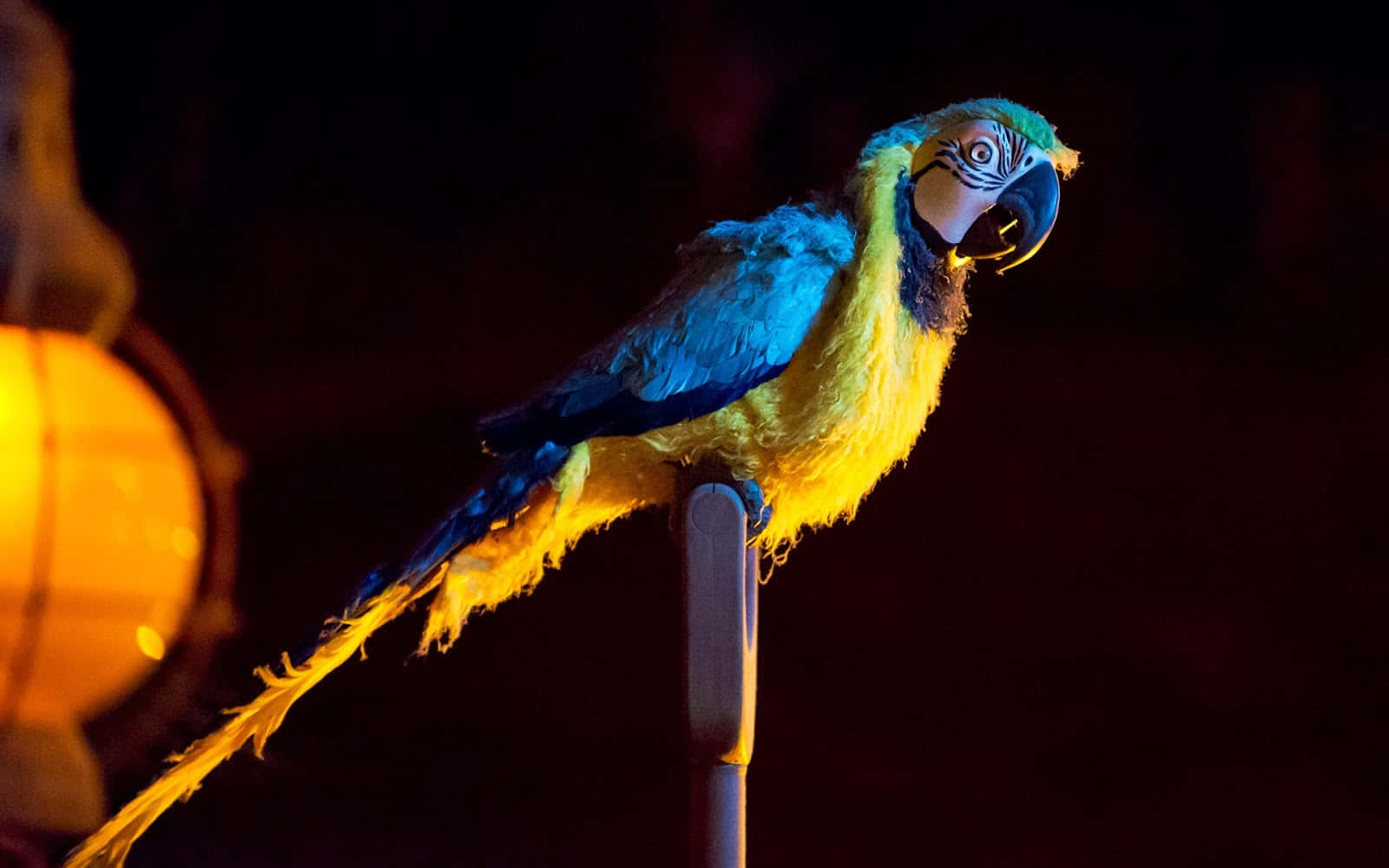 Blueand Yellow Macaw Perchedat Night Wallpaper