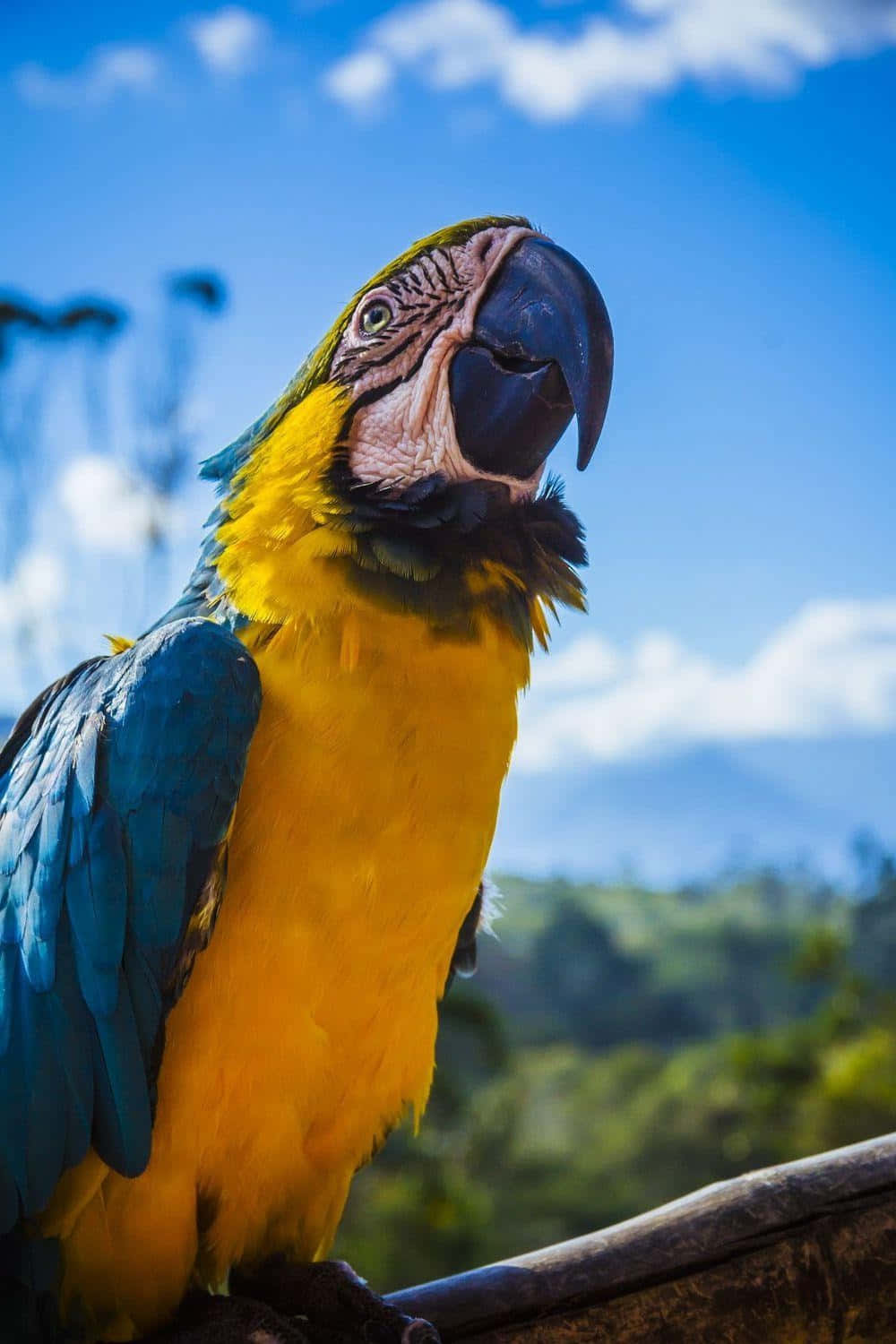 Blueand Yellow Macaw Portrait Wallpaper