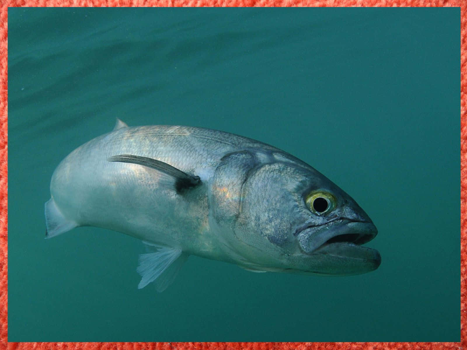 Bluefish Swimming Underwater.jpg Wallpaper