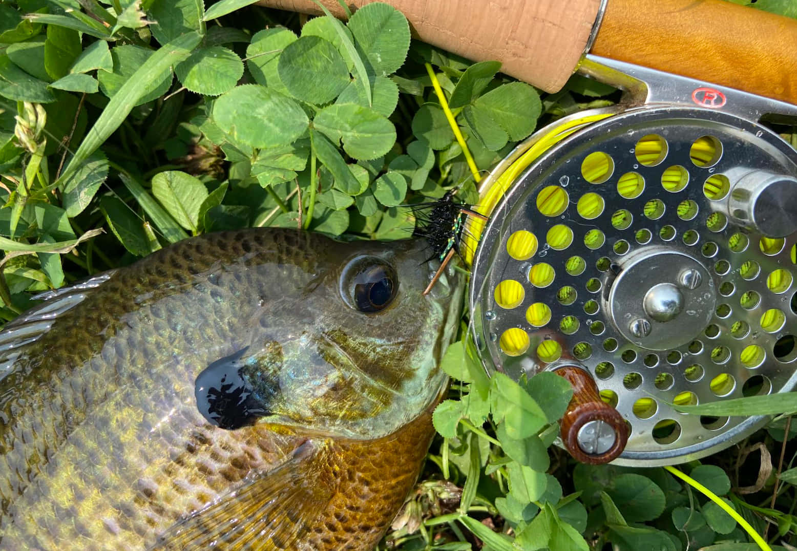 Bluegill Catchand Fly Fishing Reel Wallpaper