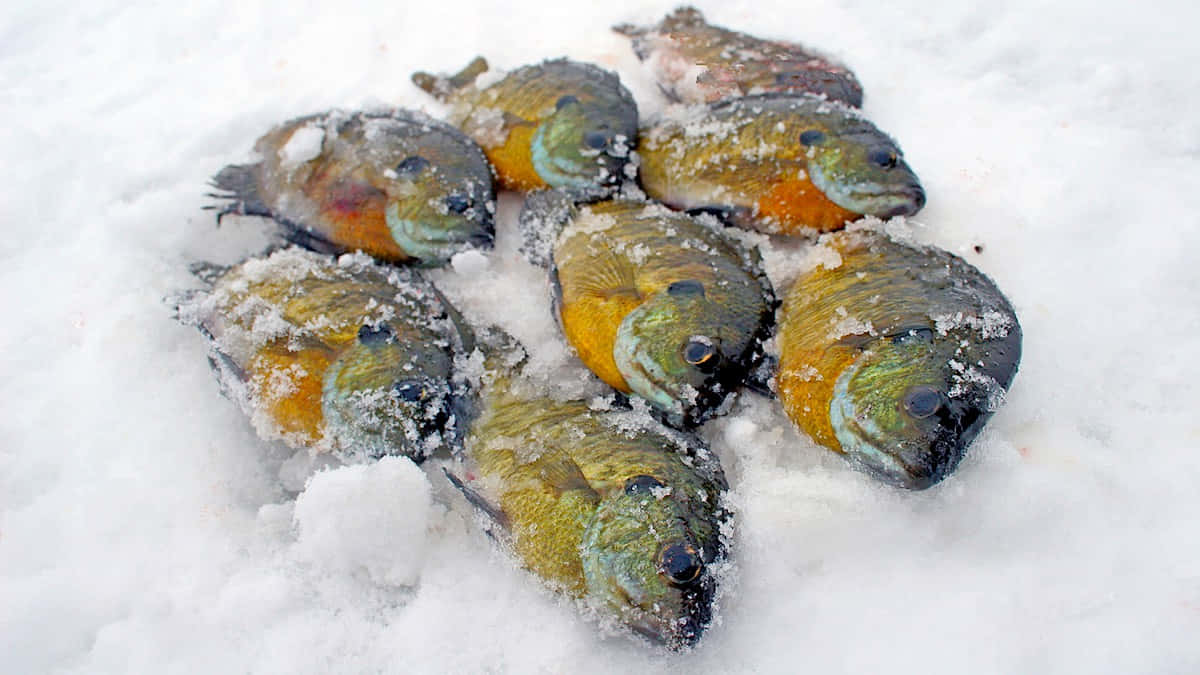 Bluegill Catchon Ice Wallpaper