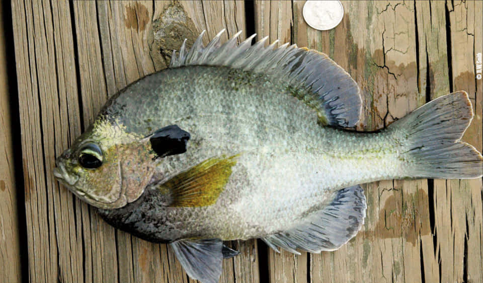 Bluegill Fish On Wooden Dock Wallpaper