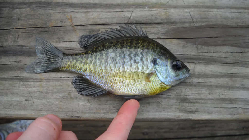 Bluegill Fish On Wooden Dock Wallpaper