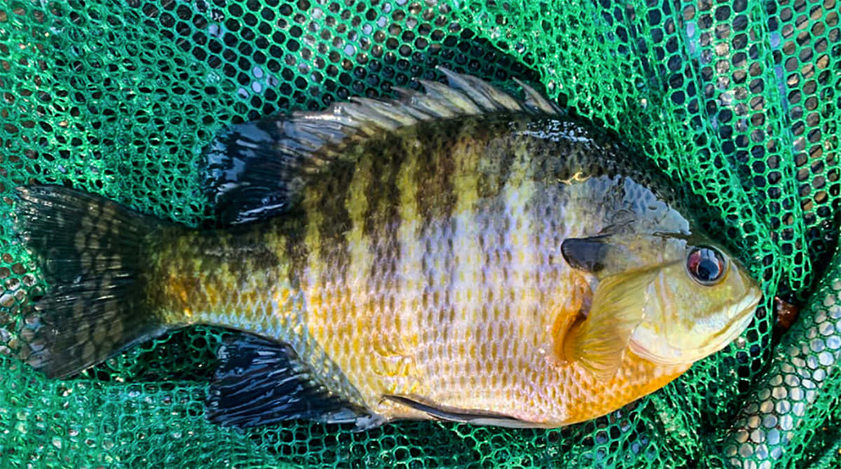 Bluegill Fishon Green Netting Wallpaper