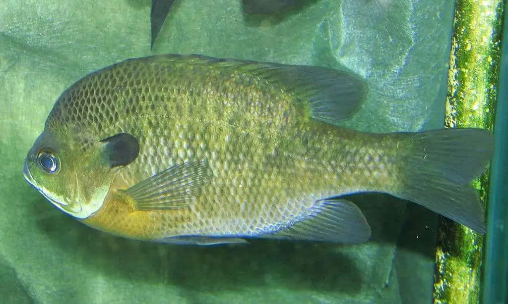 Bluegill Sunfish Underwater Wallpaper