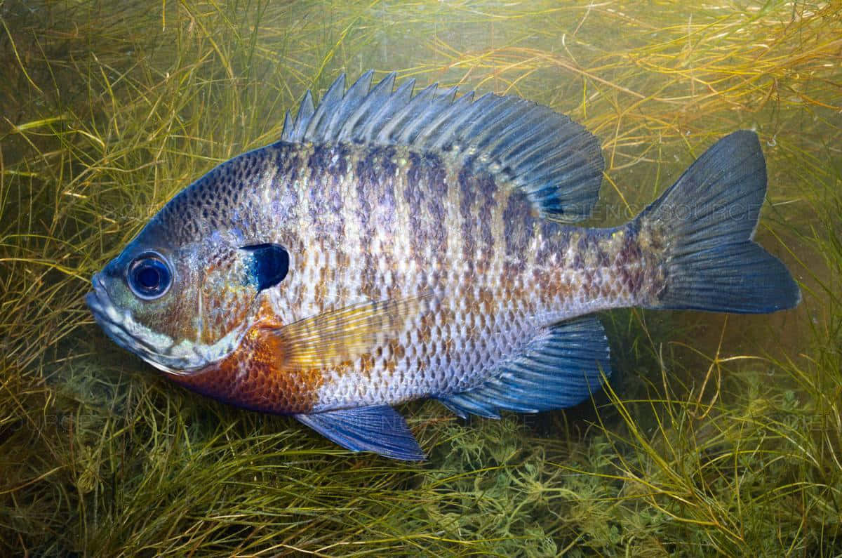 Bluegill Sunfish Underwater Wallpaper