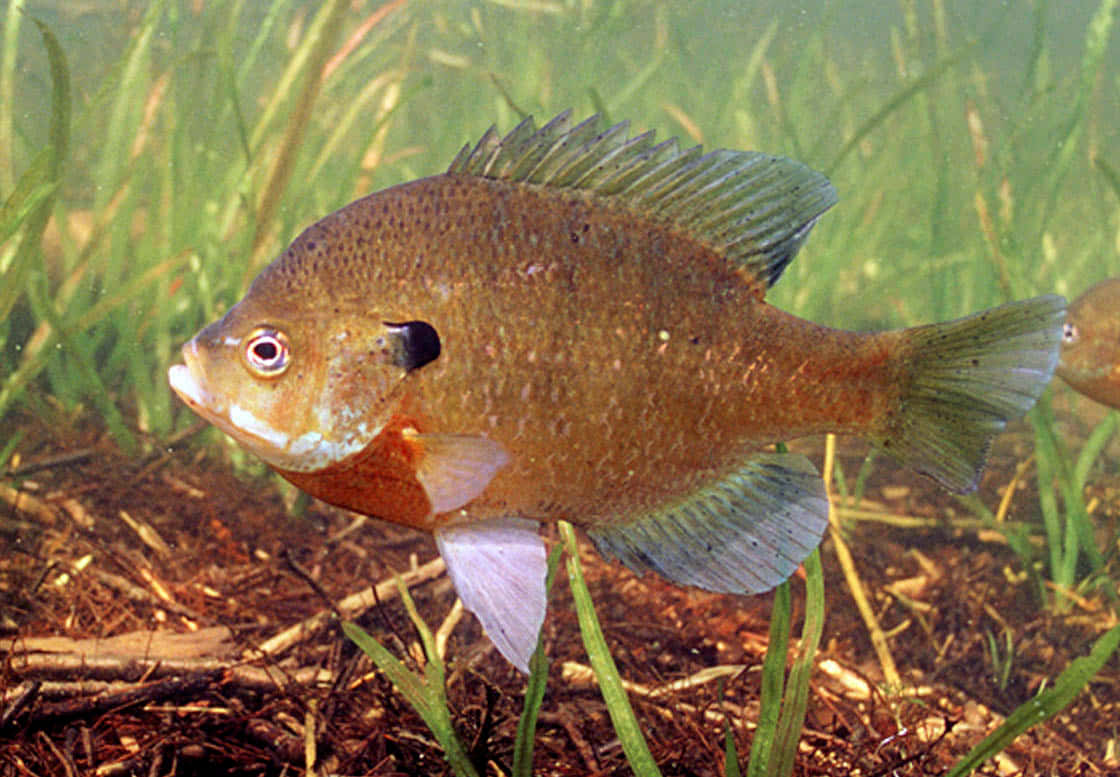 Bluegill Sunfish Underwater Wallpaper