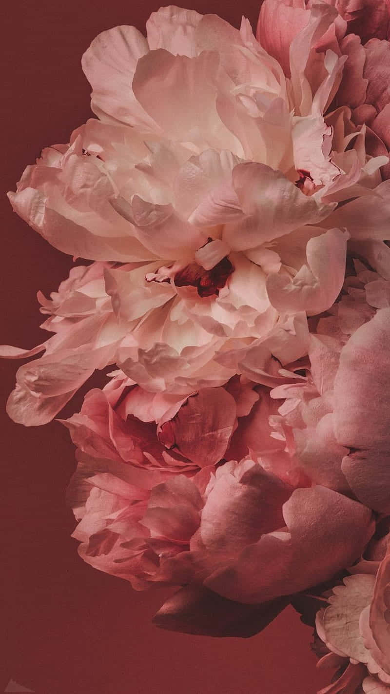 Blush Peony Blooms Aesthetic Wallpaper