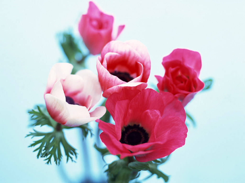 Blushing Anemone Flowers Wallpaper