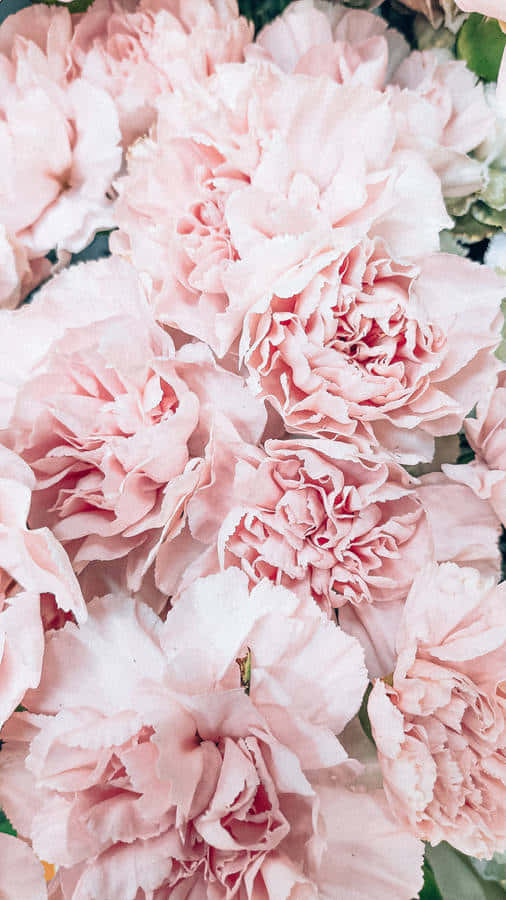 Blushing Peony Blooms Wallpaper