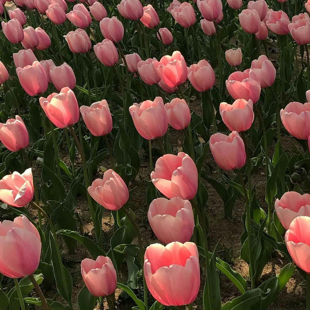 Blushing_ Tulip_ Field_ Aesthetic.jpg Wallpaper