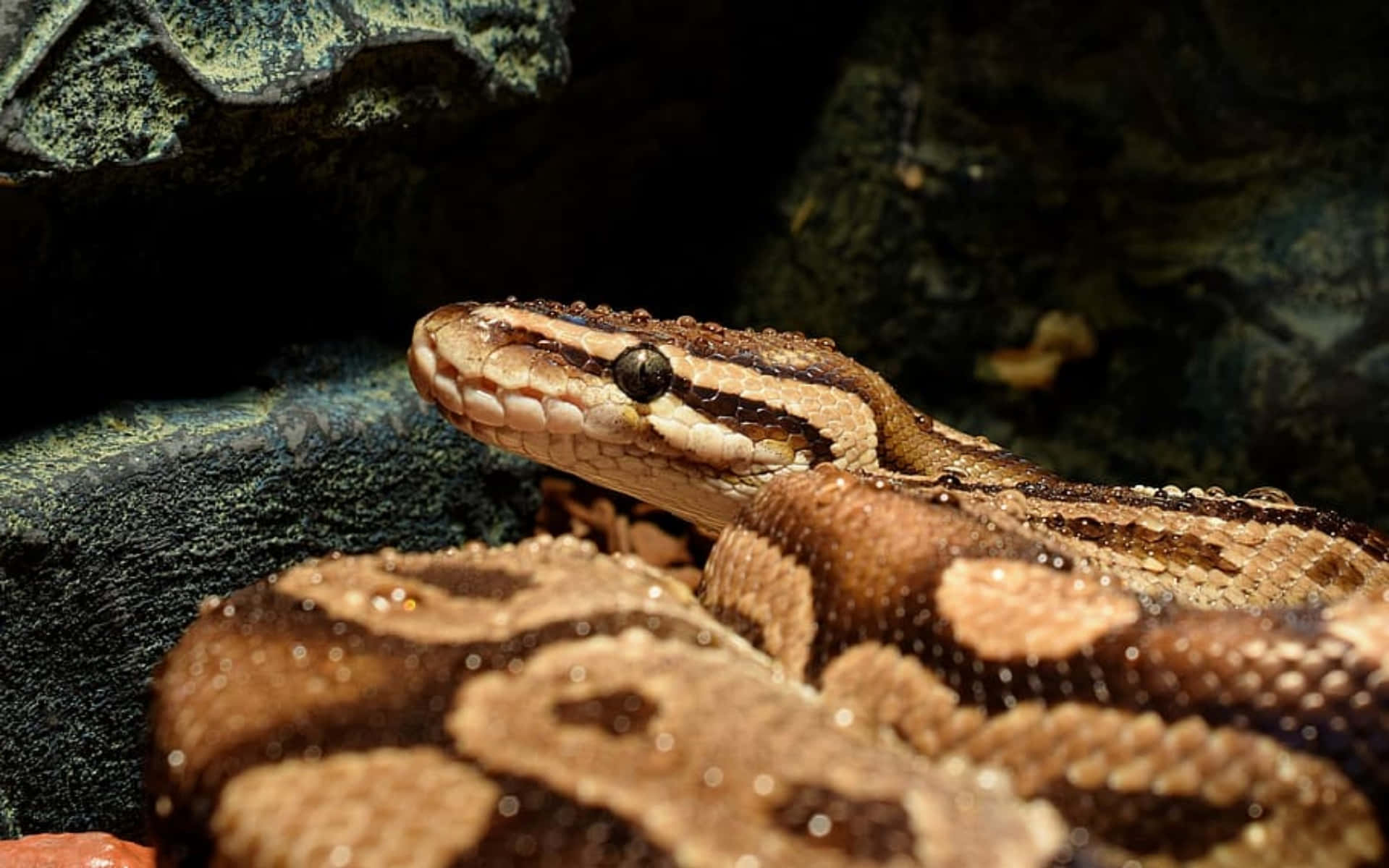 Boa Constrictor Close Up Wallpaper