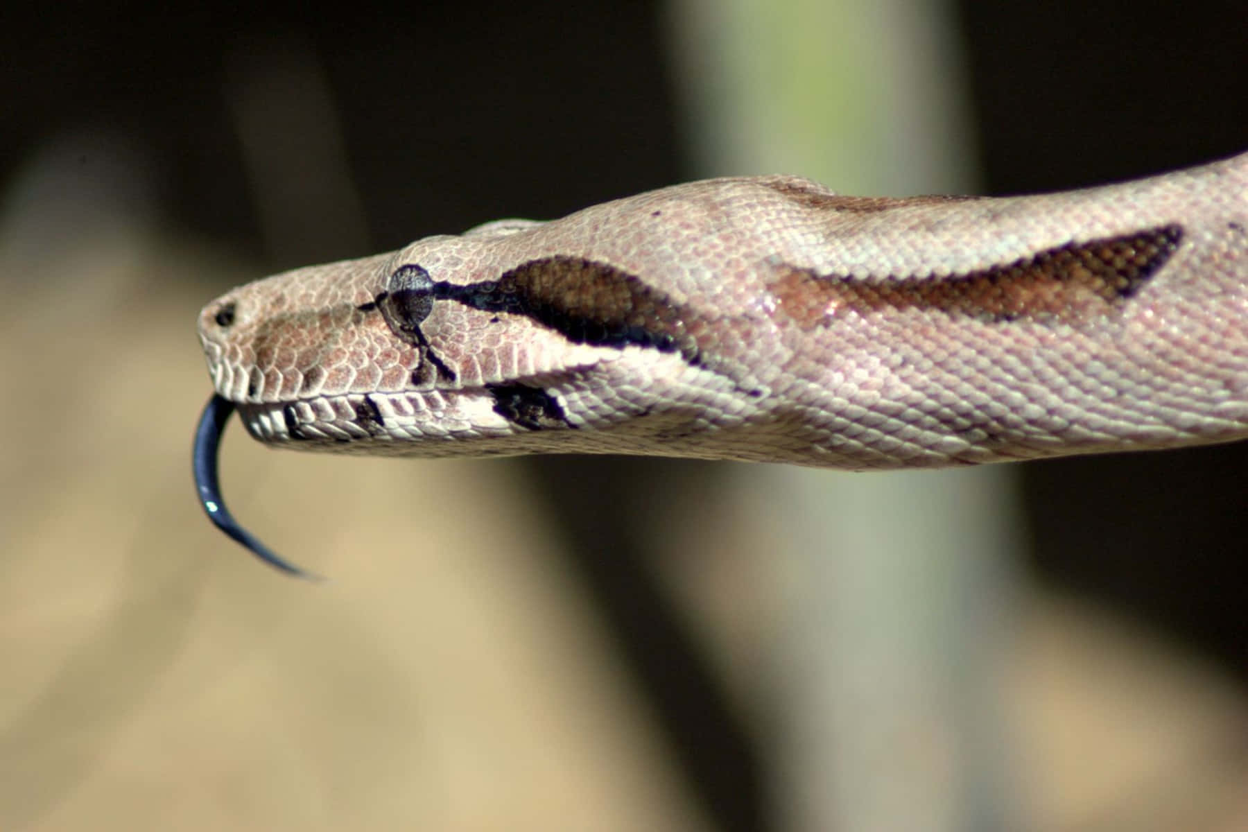 Boa Constrictor Close Up Wallpaper