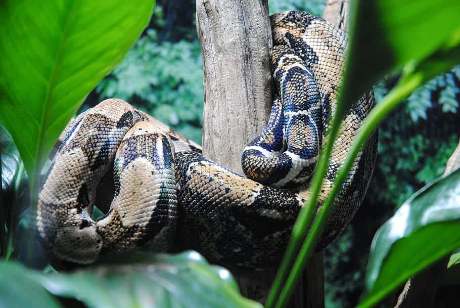 Boa_ Constrictor_in_ Habitat Wallpaper