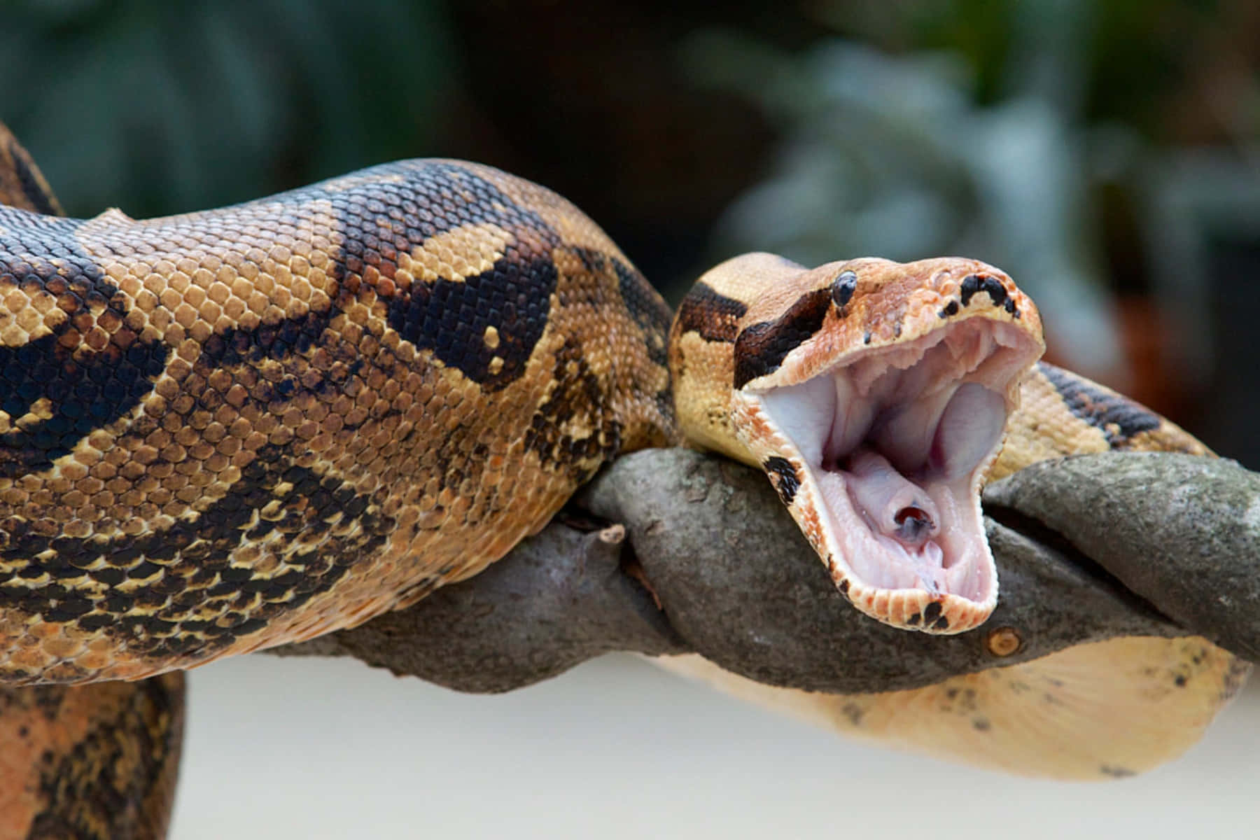 Boa Constrictor Mouth Agape Wallpaper