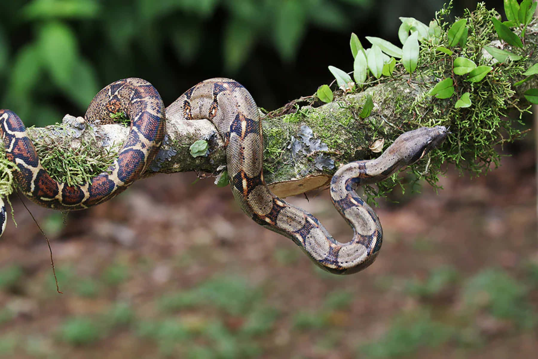 Boa Constrictor Restingon Branch Wallpaper