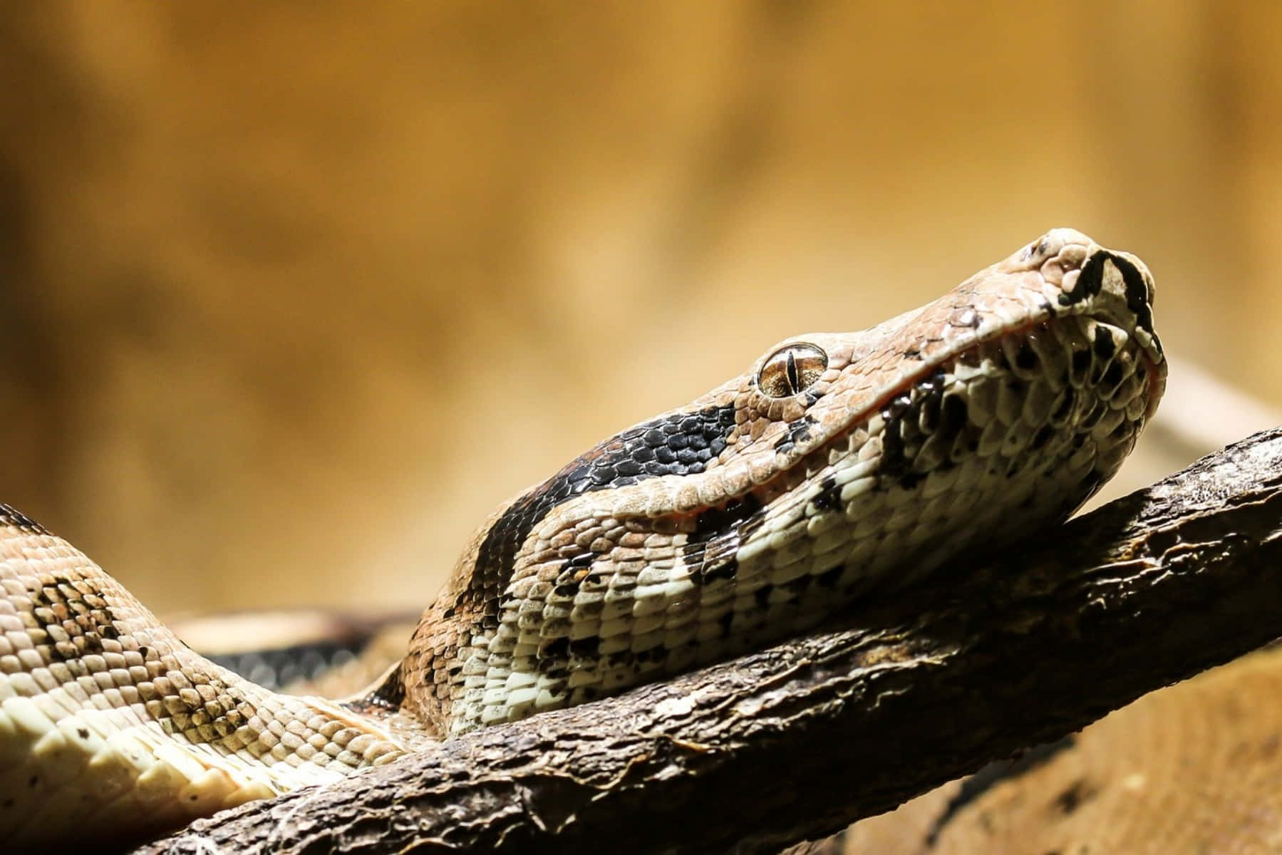 Boa Constrictor Restingon Branch Wallpaper