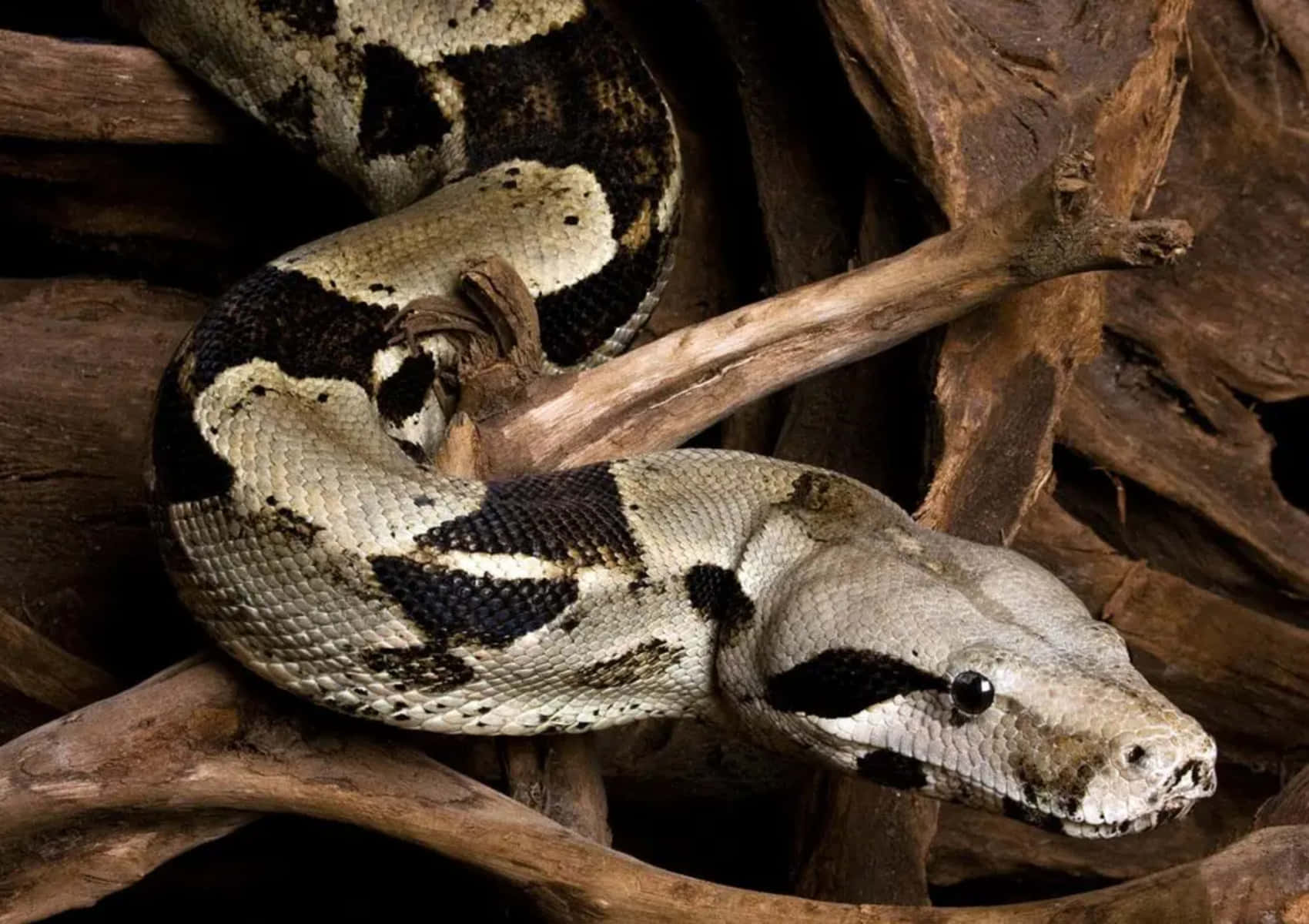 Boa Constrictor Restingon Branches Wallpaper