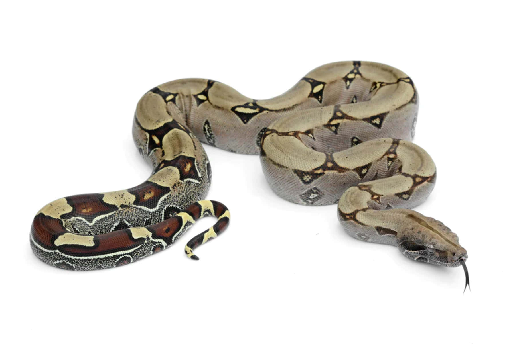 Boa Constrictor White Background Wallpaper