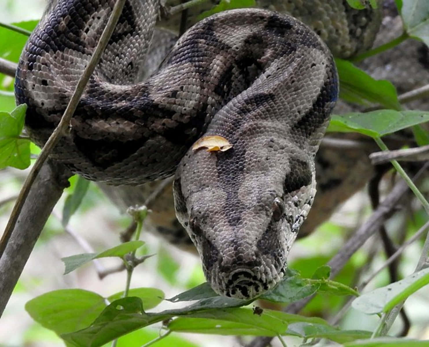 Boa Constrictorin Foliage Wallpaper