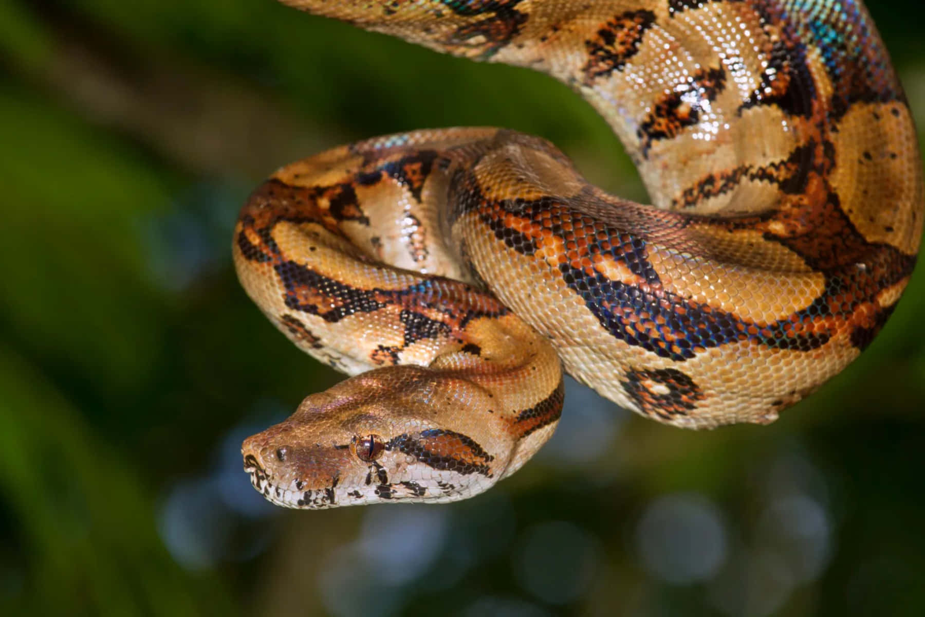 Boa Constrictorin Natural Habitat Wallpaper