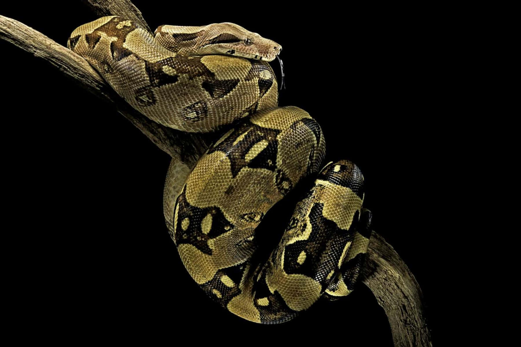 Boa Constrictoron Branch Wallpaper