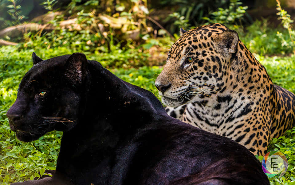 Bold Black Leopard Stalks Its Prey Wallpaper