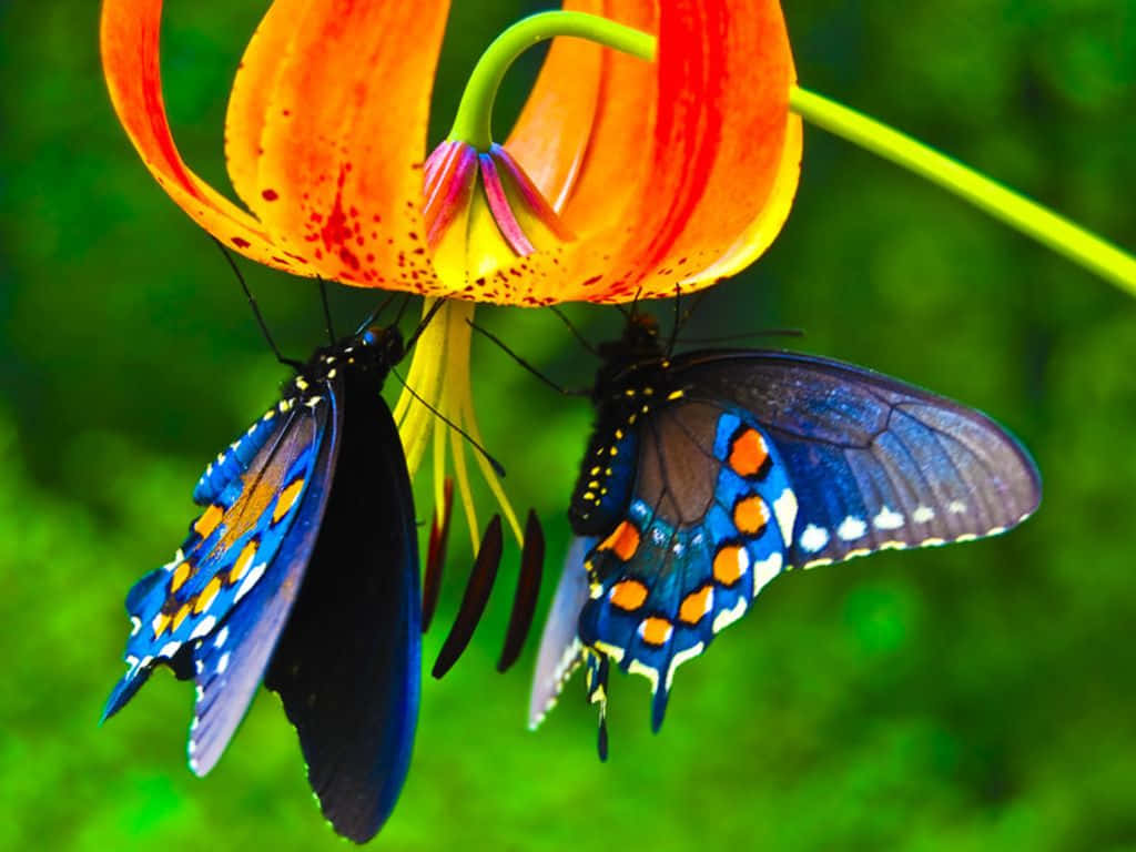 Boldly Colored Butterfly Perched On A Yellow Wild Flower Wallpaper