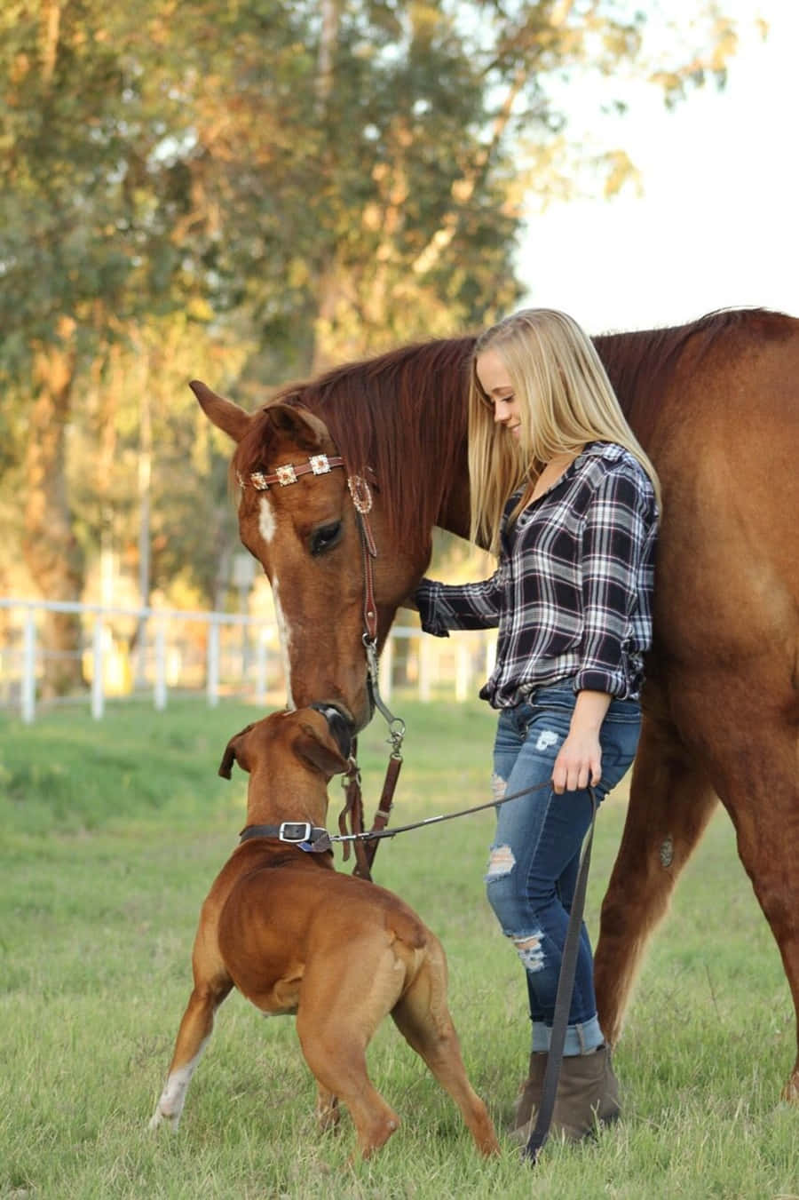 Bond Of Friendship: Horse And Dog Enjoying Their Companionship. Wallpaper