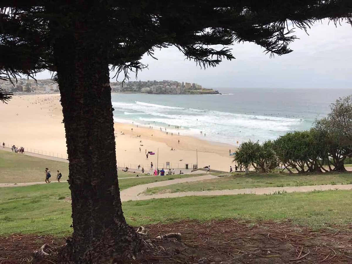 Bondi Beach View Through Trees Wallpaper