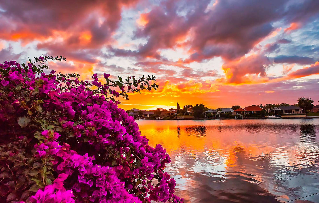 Bougainvillea At Dawn Wallpaper