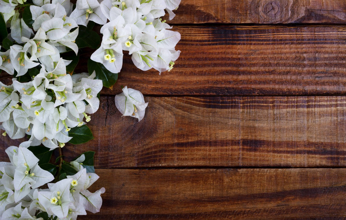 Bougainvillea On Wood Wallpaper