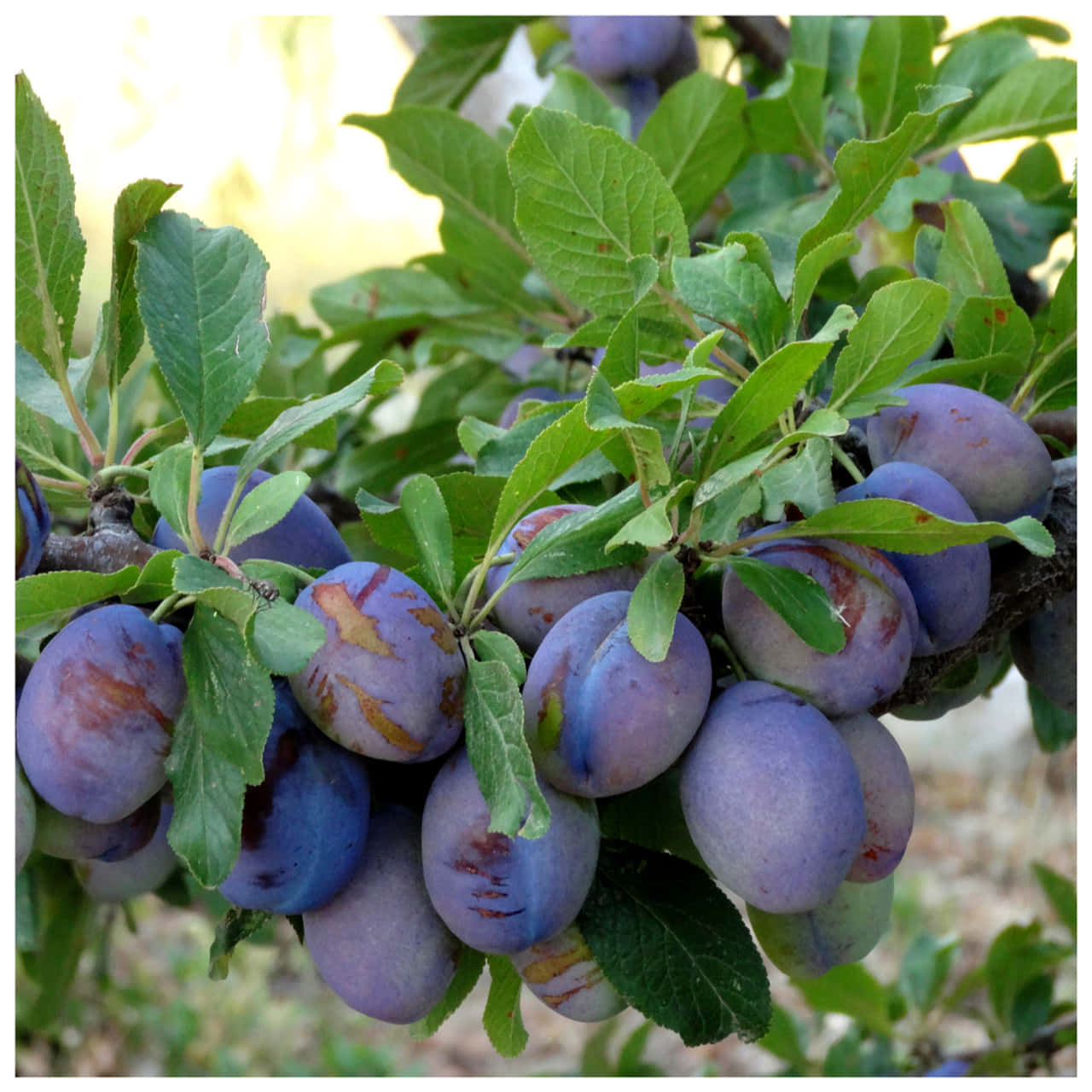 Bountiful Damson Plums On A Sunny Day Wallpaper