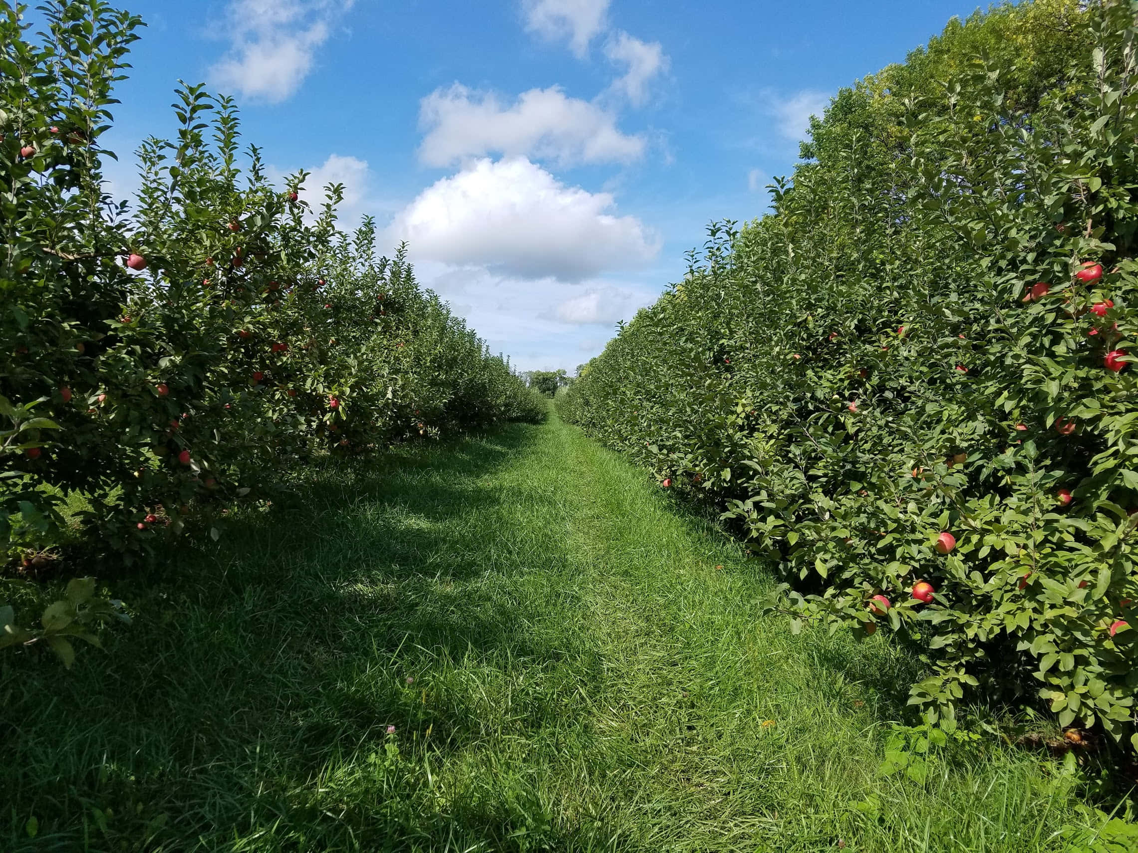 Bountiful Harvest In A Serene Apple Orchard Wallpaper