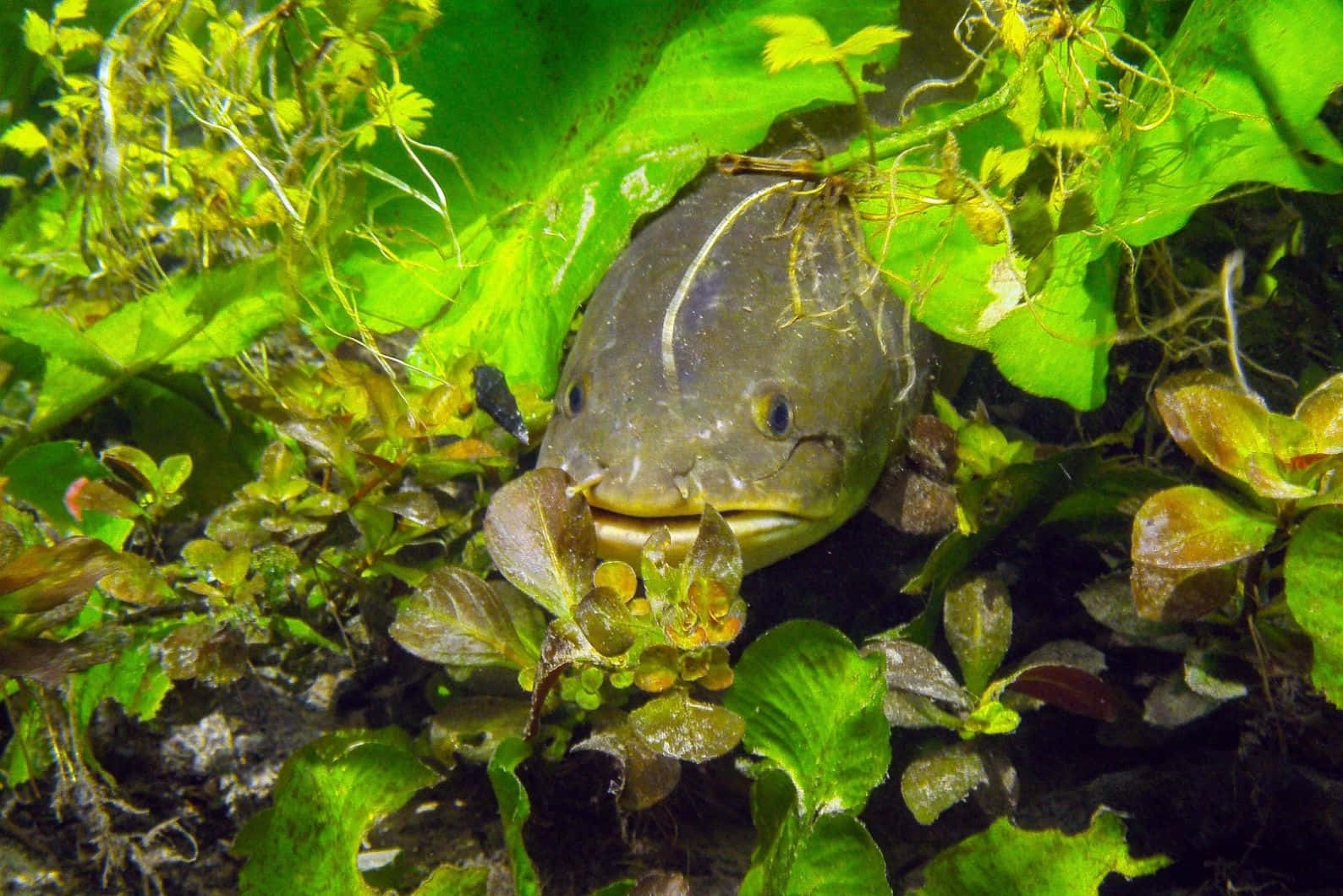 Bowfin_ Amidst_ Aquatic_ Plants Wallpaper