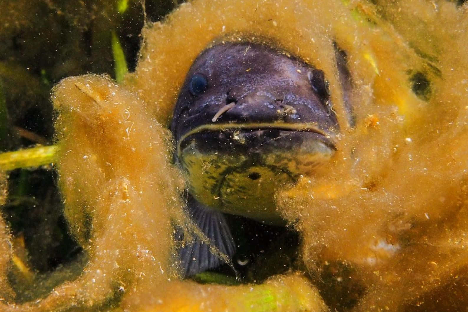 Bowfin Camouflagedin Aquatic Vegetation Wallpaper