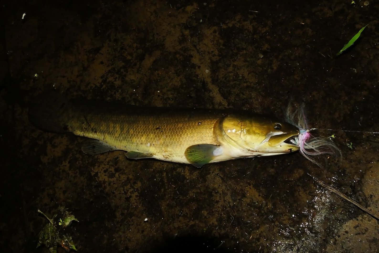 Bowfin Caughtat Night Wallpaper