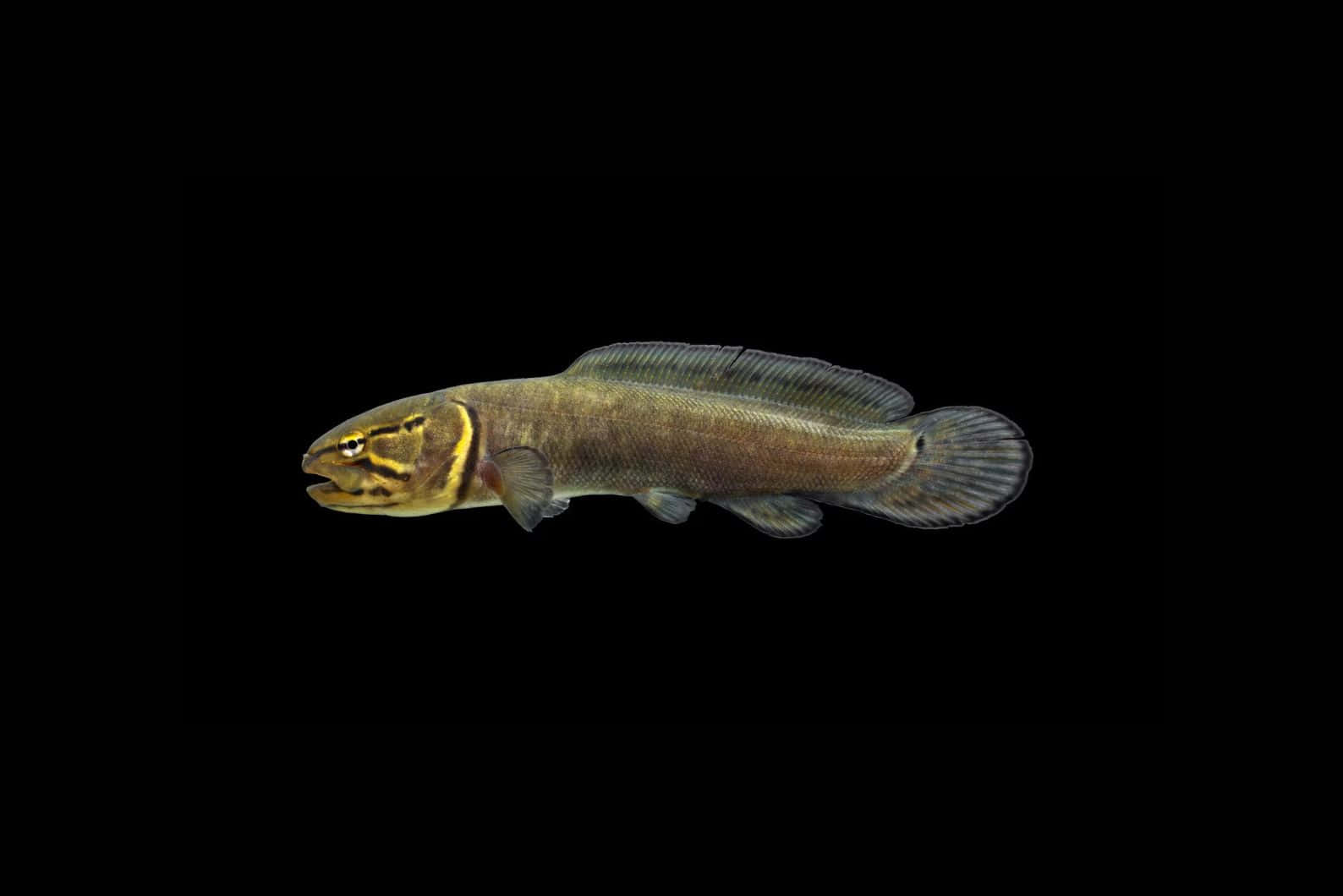 Bowfin Fish Against Black Background Wallpaper