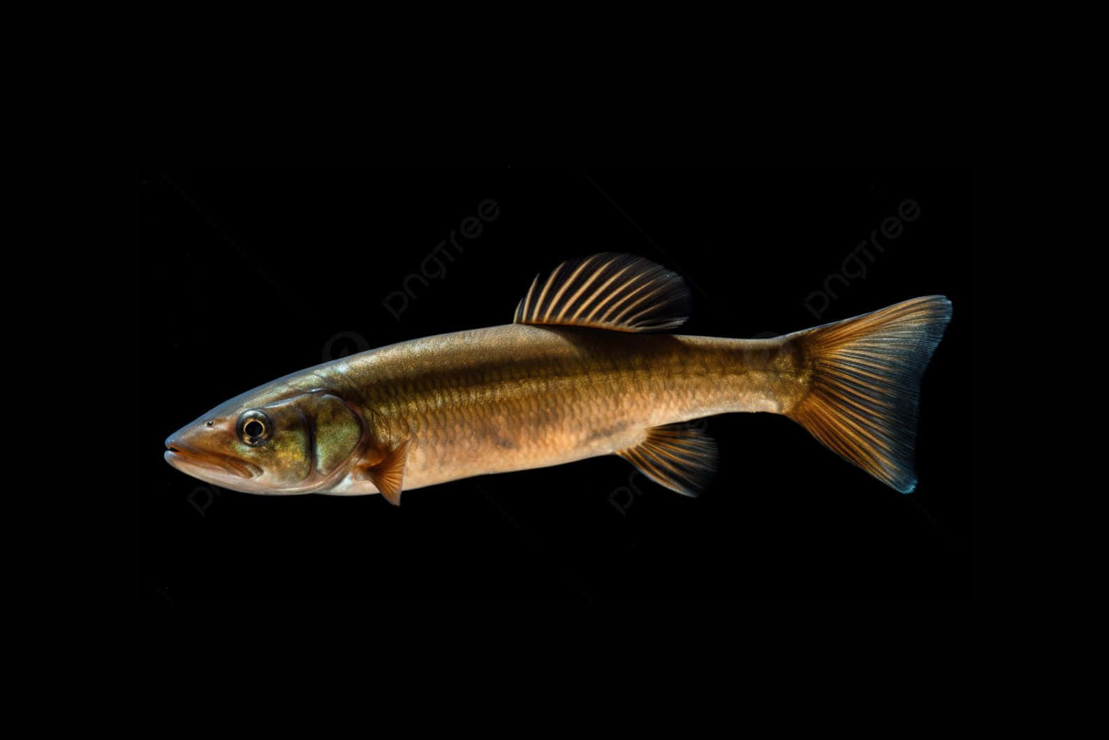 Bowfin Fish Against Black Background Wallpaper