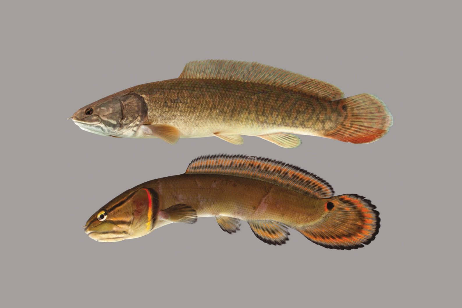 Bowfin Fish Duo Wallpaper