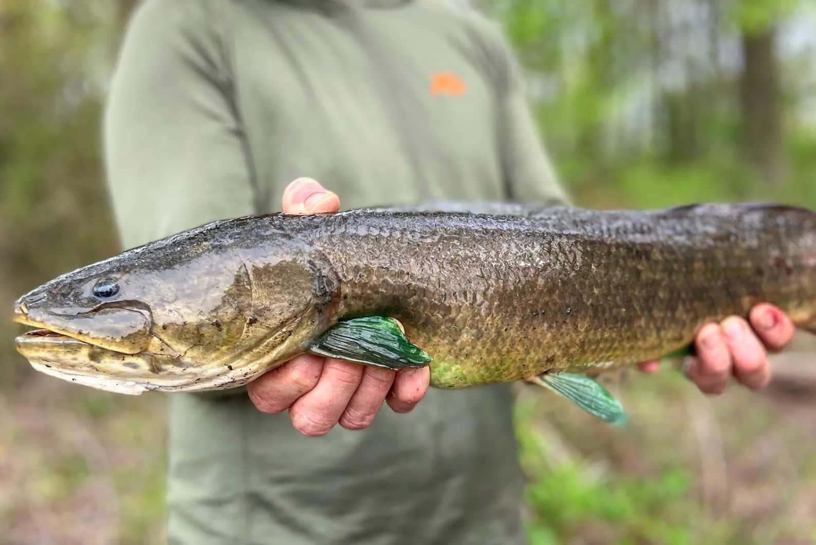 Bowfin Fish Heldin Hands Wallpaper