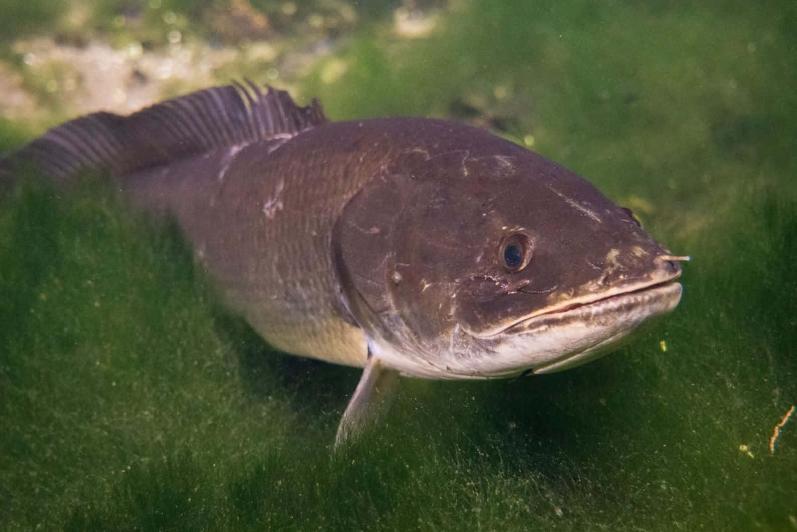 Bowfin Fish In Natural Habitat Wallpaper