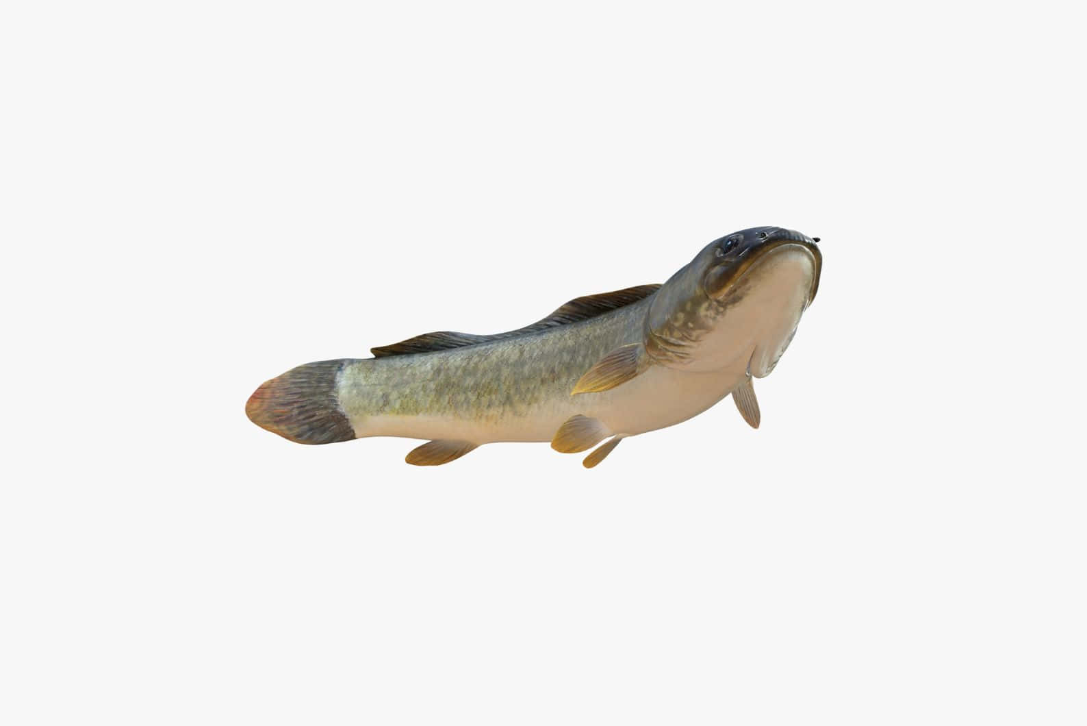 Bowfin Fish Isolatedon White Background Wallpaper