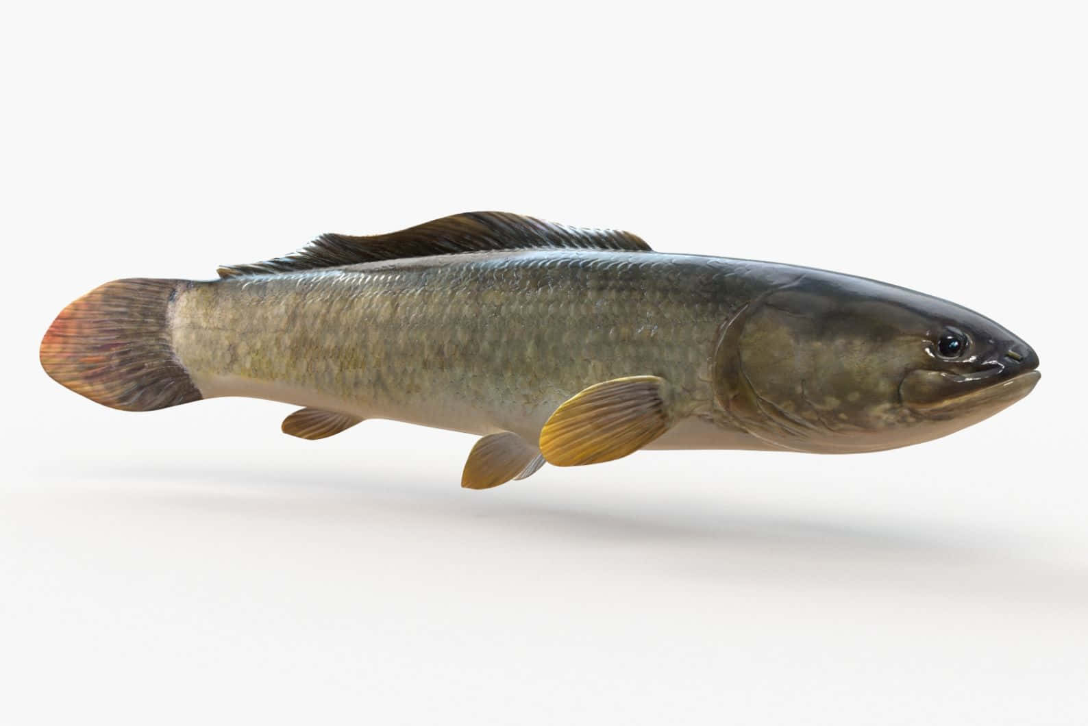 Bowfin Fish Isolatedon White Background Wallpaper