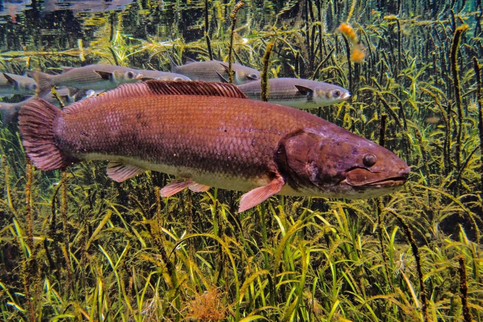 Bowfin Swimming Underwater Wallpaper