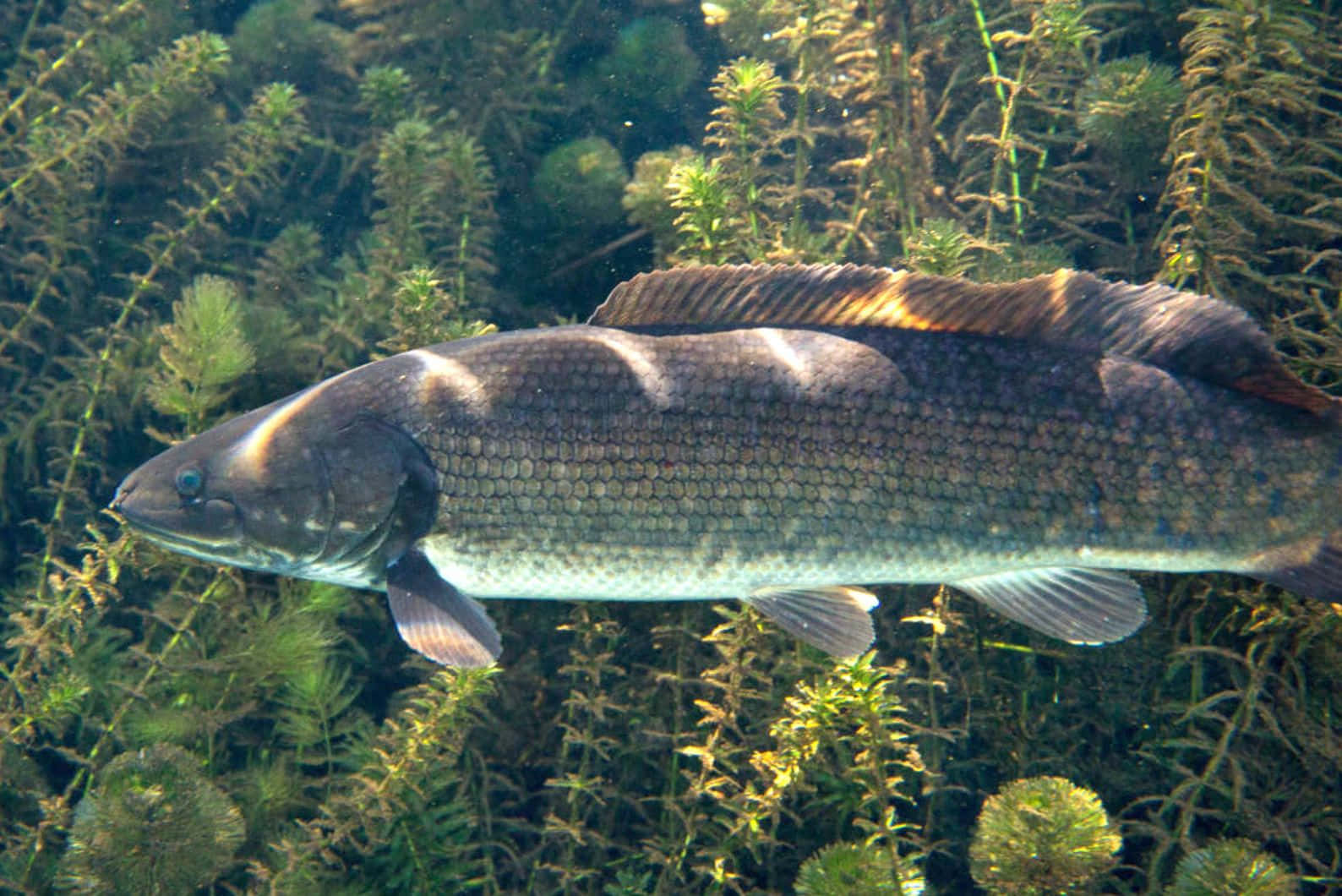 Bowfin Swimming Underwater Wallpaper