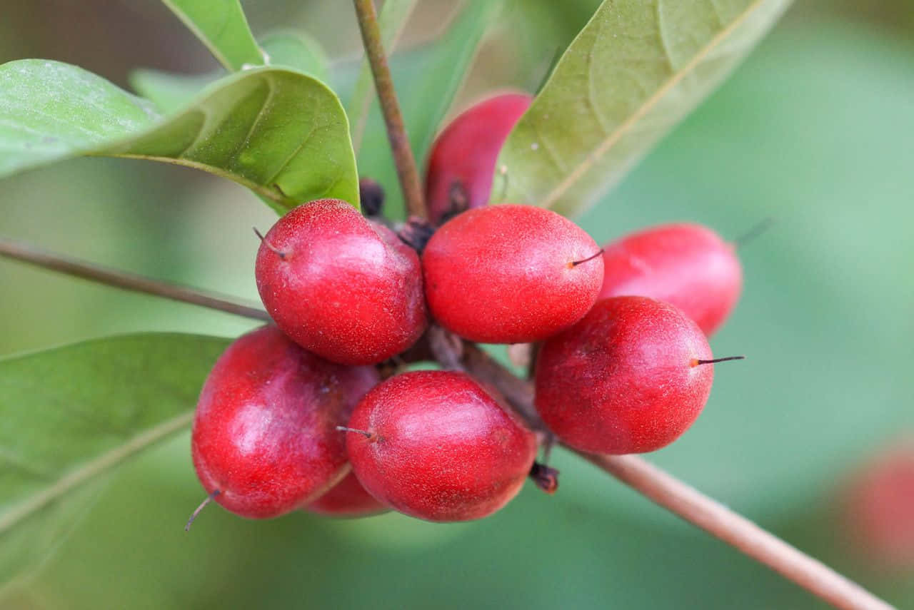 Bowl Of Delicious Red Fruits Wallpaper