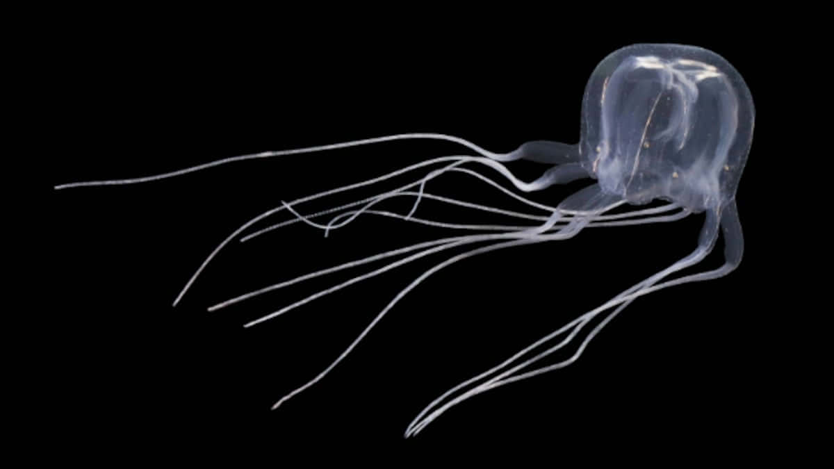 Box Jellyfish Black Background Wallpaper