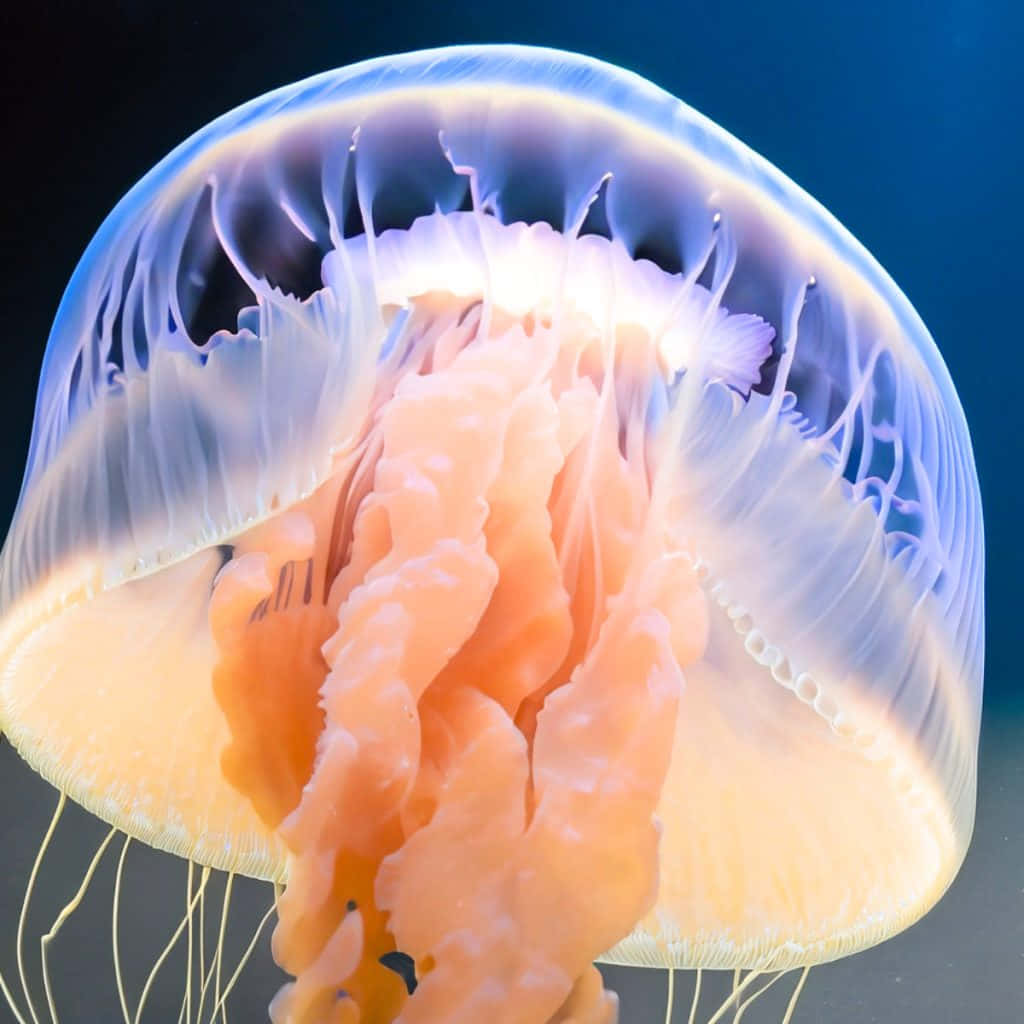 Box Jellyfish Underwater Portrait Wallpaper