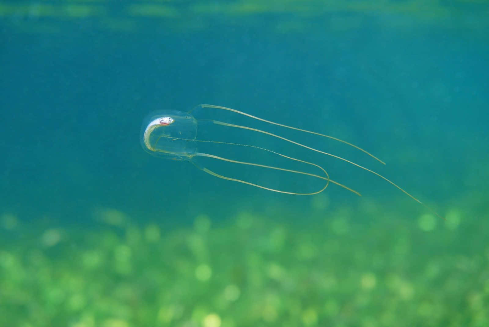 Box Jellyfish Underwater View Wallpaper